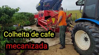 Colheita de cafe mecanizada || master cafe 4 || Café Conilon