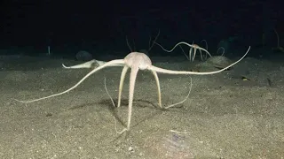 Brittle Star - Unusual sea creatures that have lived for 500 million years