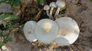 How to identify Edible and poisonous mushrooms ||How This Mushroom Savant Identifies Fungi