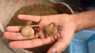 How to grow Saffron/Zafran from bulbs in Karachi