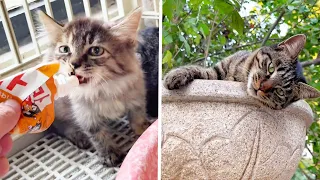 [Bite Werke] Streunende Katze berührt Porzellan  Leben im Hof beginnt mit Biss #Katzenhof