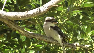 An Australian Laughing Kookaburra perching - hoping to steal from our picnic table