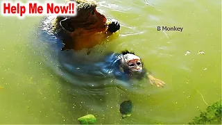 [God Help Me Now] Patty Become Crazy To Take Baby Monkey Poppy To Swim (Full Video In All Action)