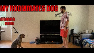 My Roommates Dog - A short film