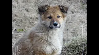 Вот эта встреча щенков Я в шоке