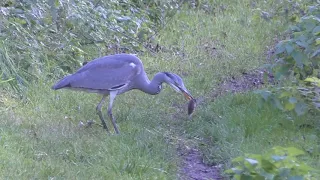 The Heron & the Vole, 2017