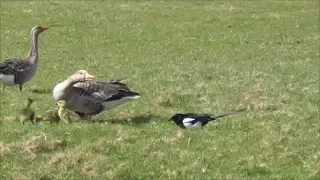 Greylag Goose with Goslings & Magpie.