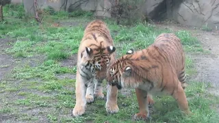 Tigers at Cleveland Zoo. May 2022.