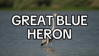 Mengenal Bebek dan Great Blue Heron