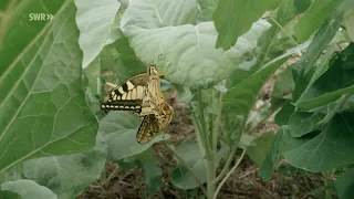 Natural wonders, vegetable garden habitats in the house and garden.