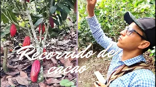 Visita  de la Finca las FLORES-descubriendo el fascinante mundo del CACAO☕