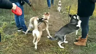 ШДС "Белый клык" Старый Оскол 11.11.2017 г.