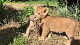 Львенок Амадей и тигренок Норман гуляют по зоопарку!