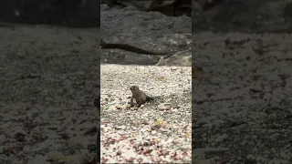 Epic Battle: Iguana vs Snakes - Who Will Win?