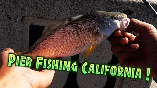 Pier fishing Southern California! Caught Yellowfin croaker. Fishing in California.