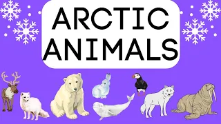 ARCTIC ANIMALS for children- Educational video