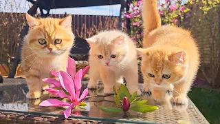 Kittens walk in a blooming garden 😍