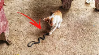 Cats are fighting a fake snake Cats attack with fake snakes