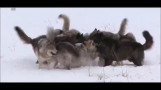 Wolf Pack vs 2 coyotes