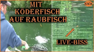 Mit Köderfisch auf Raubfisch / schöner Live-Biss