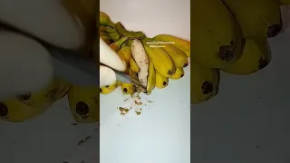 Witness the miracle of lab banana reproduction.