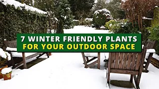 7 Winter-Friendly Plants for Your Outdoor Space  - Patio Plants 👍👌