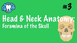 Head & Neck Anatomy | Foramina of the Skull | INBDE