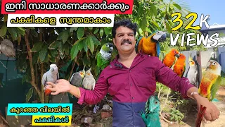 ഇനി സാധാരണക്കാർക്കും പക്ഷികളെ സ്വന്തമാകാം | BIRDS FARM MALAYALAM | BIRDS SALE KERALA | RAHUL KOCHI