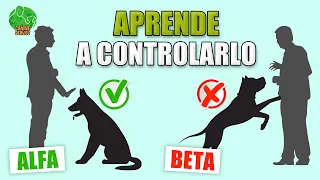 ENTRENAMIENTO de LIDERAZGO para PERROS (Cachorro y Adultos)