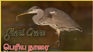 Giant Crane / பெரிய நாரை