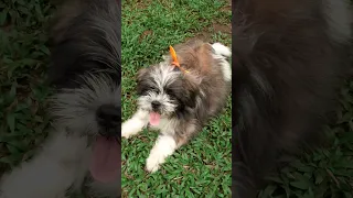 shihtzu puppy barking #trending #viral #viralshorts #shihtzu #dog #funny #shorts