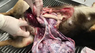 Post mortem exam of a dog with a Sertoli cell tumor from cryptorchid testicle. Warning- graphic!