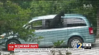 У США медсестра зняла на відео, як в її авто заліз ведмідь і з'їв чіпси та сендвіч