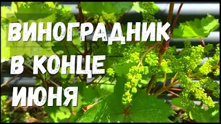 Обзор виноградника в открытом грунте на конец июня / Виноград