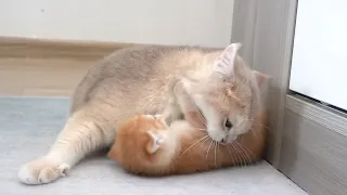 The mother cat's strong embrace reveals her profound love for her kitten.