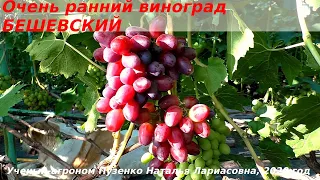 Виноград БЕШЕВСКИЙ -  очень ранний срок созревания, виноградник Пузенко Натальи Лариасовны