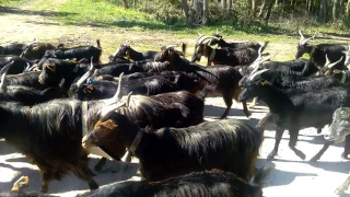 Cabras serranas