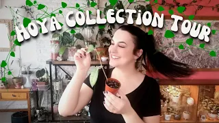 Hoya Plant Collection🌼Chatty Houseplant Tour