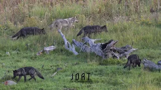 Wolf pups in Yellowstone