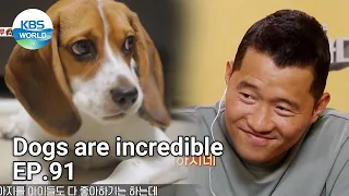 Dogs are incredible EP.91 | KBS WORLD TV 210908