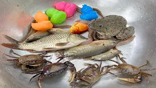 Kem Chanel và mèo hồng đi bắt cá được: cá chép, thủy quái, cá vàng, cá màu sắc, con vịt, cá ba đuôi