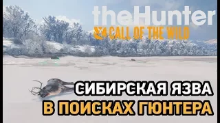 the hunter call of the wild (Medved-Taiga)# Сибирская язва,в поисках Гюнтера