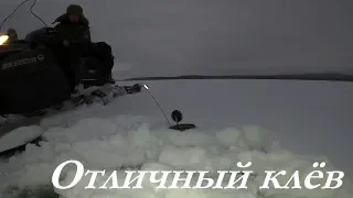 ОТЛИЧНЫЙ КЛЁВ НА "ЧАЯЧЬИХ" / EXCELLENT FISH BITE