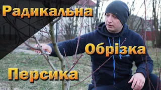 Радикальна обрізка персика і корекція на наступний рік. Два роки обрізки складного випадку персика