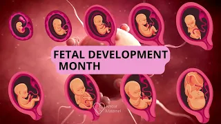 Fetal development month by month 👶 Embryo And Fetus evolution In Moms Womb| AM