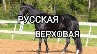 Русская верховая|порода лошадей русская верховая