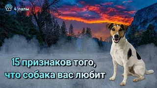 15 признаков, что собака вас любит