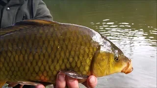 NZ Basic Fishing | Waikato Lakes and River | Multi Species