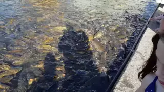 Carp feeding at raystown lake