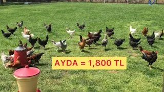 150 TAVUK AYDA KAÇ PARA KAZANDIRIR ? ~ 25.000 ₺ye Kendi İşini Kur